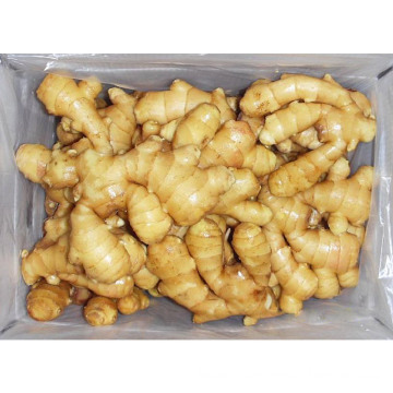 Fresh Shine Yellow Dry Ginger Supplier